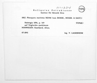 Image of Stemphylium triglochinicola